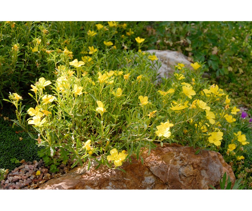 Prairie Lode Sundrops